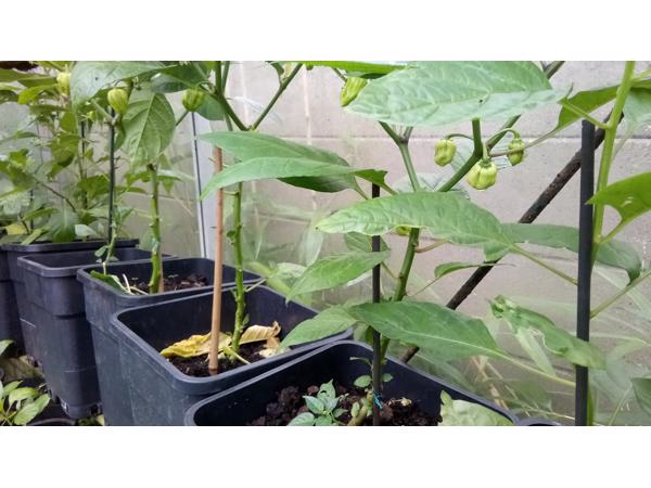 Surinaamse peper (Madamme Jeannette) planten 4,00 euro per p